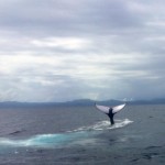 Whale Watching Samana Dominikanische Republik