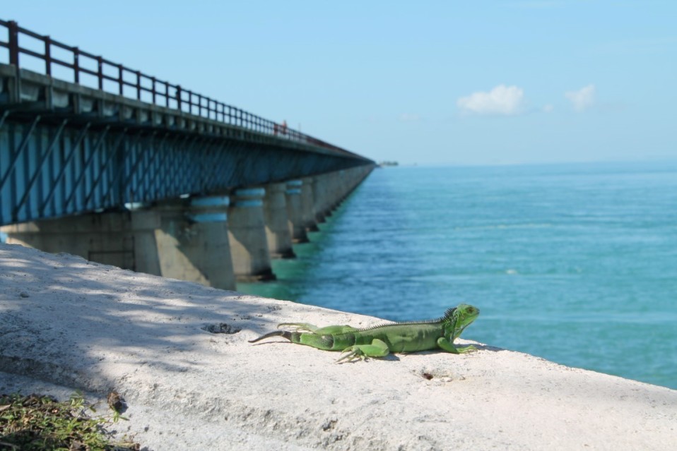 Zehn Dinge, die man auf den Florida Keys erleben sollte