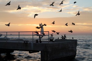 Florida Keys Highlights Key West Sonnenuntergang