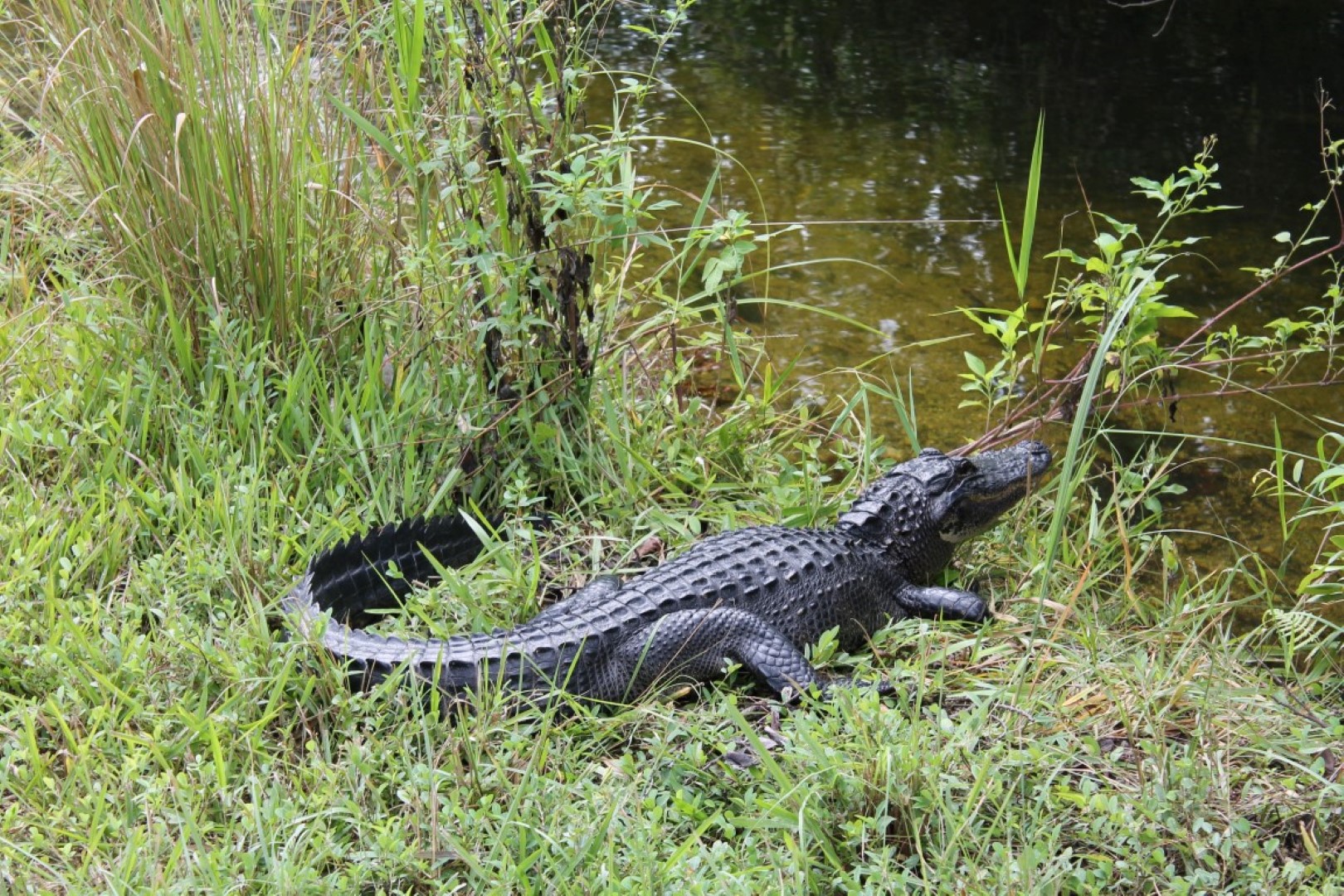 46+ Gefuehl abstand sprueche , Zehn Tiere, denen man in den Everglades begegnen kann