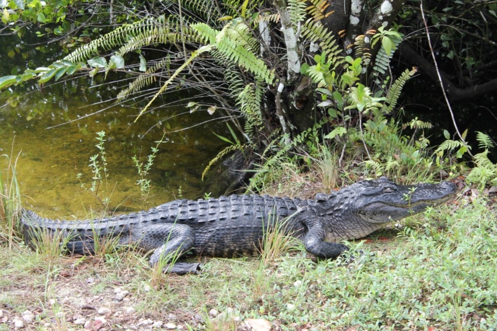 Tiere in den Everglades Alligator