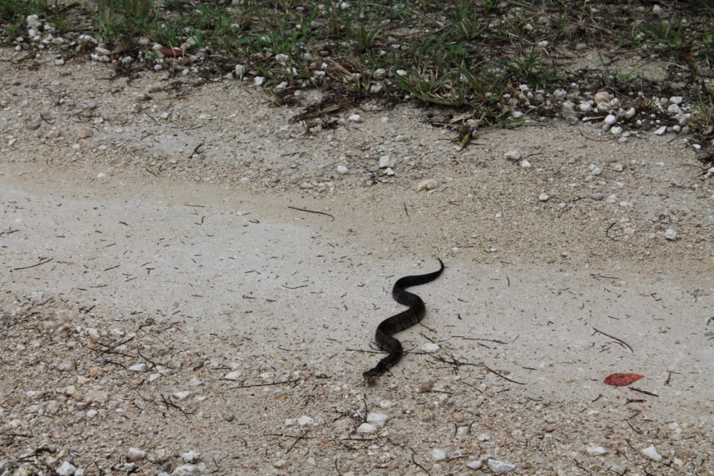 Tiere in den Everglades Schlangen