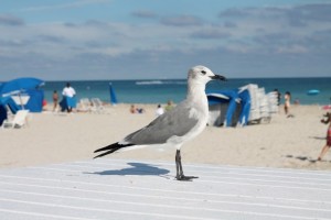 Miami Urlaub