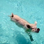 Mein Traum: Schwimmen mit Schweinen auf den Bahamas