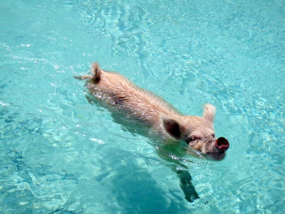 Schwimmen mit Schweinen auf den Bahamas