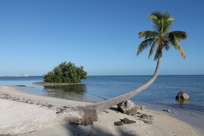 Reisenakdote Killerpalme Islamorada Florida Keys Florida - Reiseblog ferntastisch