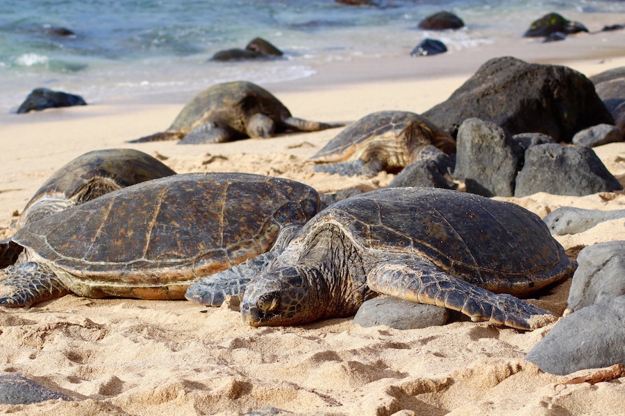 Tiere auf Maui Hawaii - Reiseblog ferntastisch
