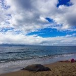 Tierische Begegnungen auf Maui: Von Schildkröten, Mönchsrobben, Walen und Delfinen