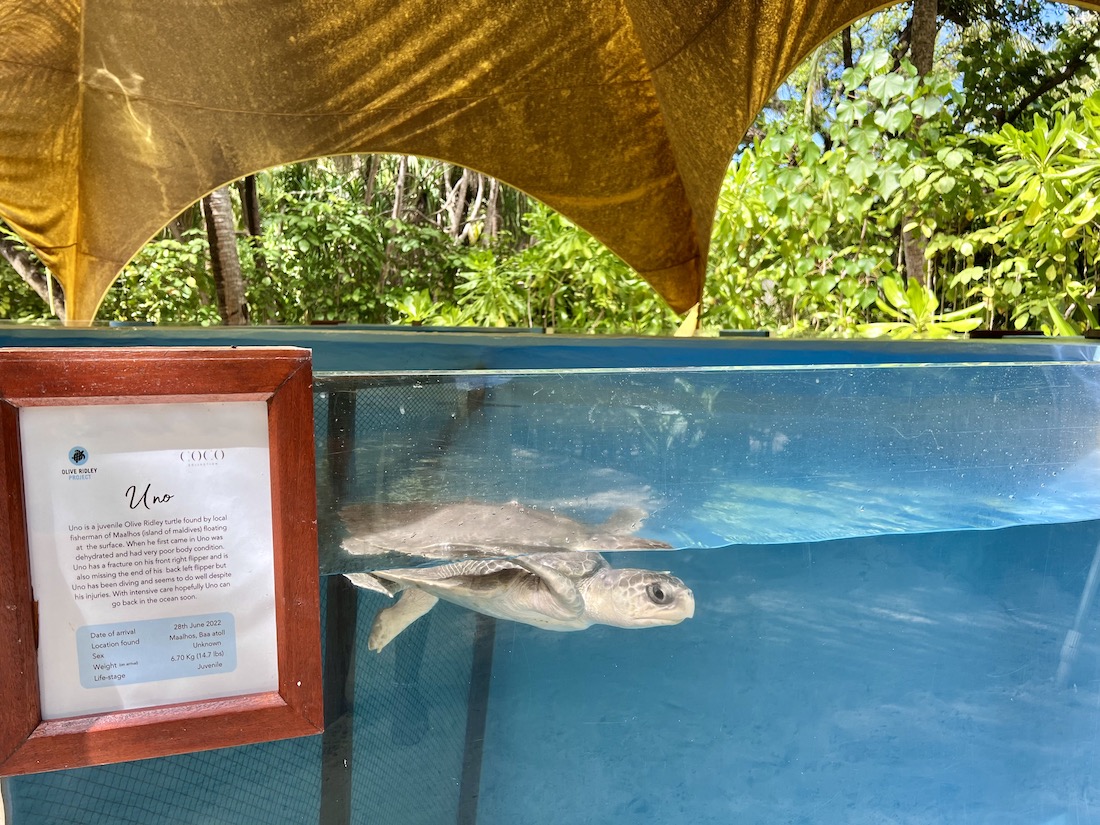 Coco Palm Dhuni Kolhu - Malediven Insel Natur Familie