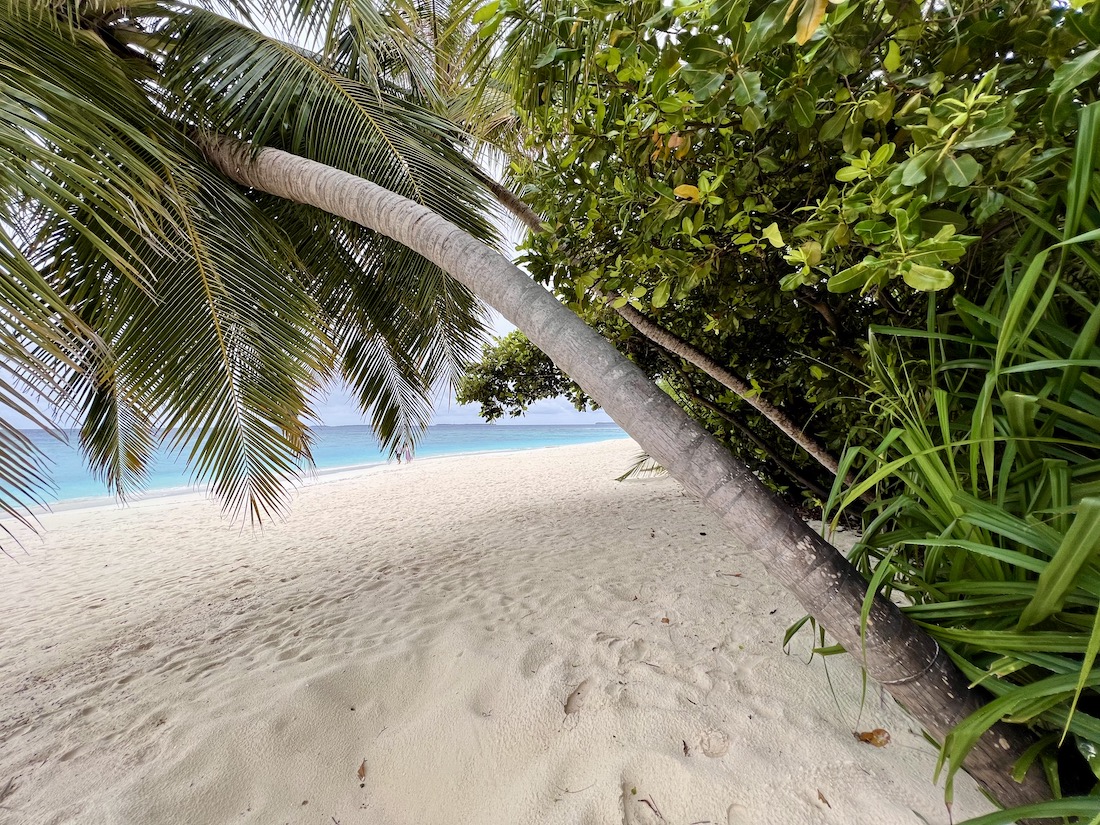 Coco Palm Dhuni Kolhu - Malediven Insel Natur Familie
