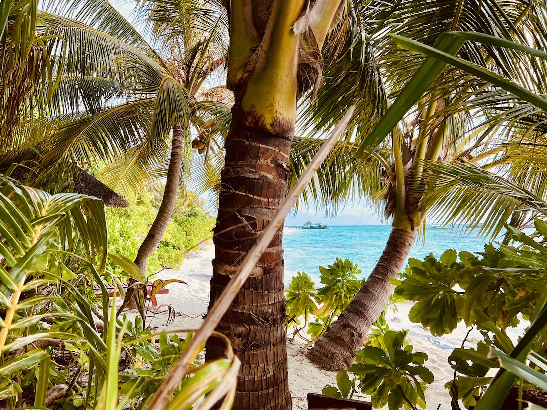 Coco Palm Dhuni Kolhu - Malediven Insel Natur Familie