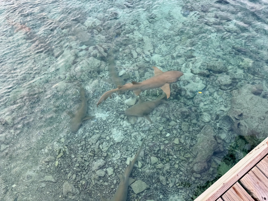 Machchafushi Island Resort The Centara Collection Malediven